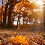 Photo pour illustrer l'automne