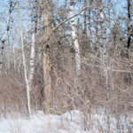 Photo pour illustrer l'hiver