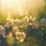 Photo pour illustre le printemps